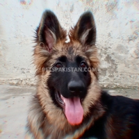 8-months-old-german-shepherd-for-sale-in-bahawalpur-german-shepherd-bahawalpur-6