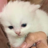 beautiful-kittens-for-sale-persian-cats-lahore-2