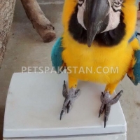 australian-parrots-pigeons-parakeet-australian-budgies-sinjhoro