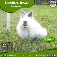 lionhead-dwarf-rabbit-adult-male-and-pair-for-sale-fancy-rabbit-breeds-karachi-3