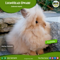lionhead-dwarf-rabbit-adult-male-and-pair-for-sale-fancy-rabbit-breeds-karachi-2