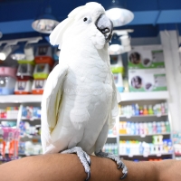 tame-healthy-parrots-african-grey-cokatoos-and-fertile-eggs-for-sale-cockatoos-lahore