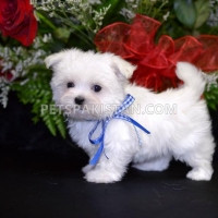 male-and-female-maltese-puppies-maltese-ahmadpur