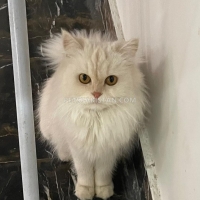 persian-cats-persian-cats-lahore-5