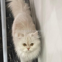 persian-cats-persian-cats-lahore-4