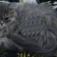 persian-tripalcot-exchange-with-birds-persian-cats-rawalpindi
