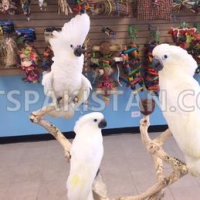 parrots-african-greys-amazons-conures-electus-fertile-eggs-cockatoos-abbottabad