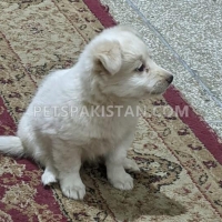 beautiful-russian-puppy-other-lahore-5