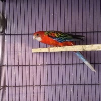 red-rosella-male-for-sale-rosella-kasur