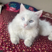 persian-cats-persian-cats-lahore-3