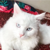 persian-cats-persian-cats-lahore