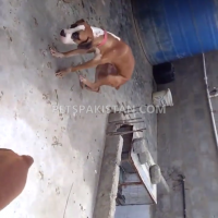 boxer-dog-male-for-sale-boxer-karachi-2