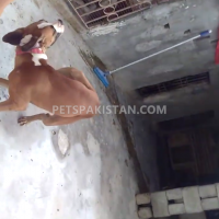 boxer-dog-male-for-sale-boxer-karachi-4