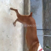 boxer-dog-male-for-sale-boxer-karachi-3