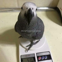 adorable-hand-tamed-african-grey-parrots-for-sale-african-grey-parrot-lahore-5