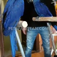 blue-macaw-breeder-pair-macaws-multan