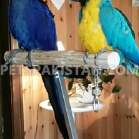 blue-macaw-breeder-pair-macaws-multan-2