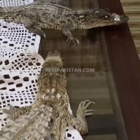 i-have-6-crocs-for-sale-crocodile-karachi-1