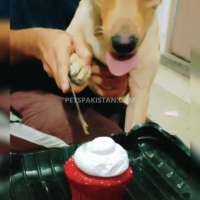 labrador-bitch-golden-16-months-labrador-retriever-lahore-cant-6