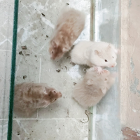 long-haired-hamster--karachi-4