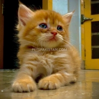 persian-kitten-cute-persian-cats-wah-cantt