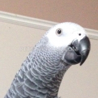 talkative-african-grey-parrots-available-for-rehoming-african-grey-parrot-hyderabad-2