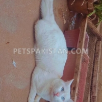 pure-persian-blue-eyes-male-persian-cats-karachi-3