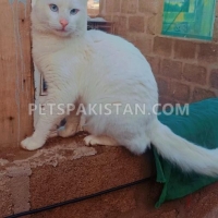 pure-persian-blue-eyes-male-persian-cats-karachi-2