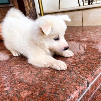 pure-breed-russian-puppies-other-lahore-5