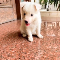 pure-breed-russian-puppies-other-lahore-4