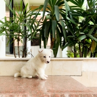 pure-breed-russian-puppies-other-lahore-3