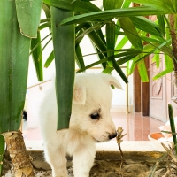 pure-breed-russian-puppies-other-lahore-2