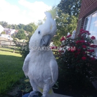 top-quality-of-all-species-parrots-cockatoos-ahmadpur