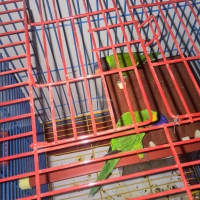 a-rainbow-lorikeet-pair-with-cage-rainbow-lorikeet-karachi-1
