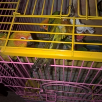 a-young-sun-conure-pair-with-cage-sun-conure-karachi-4
