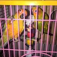 a-young-sun-conure-pair-with-cage-sun-conure-karachi-3