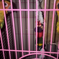a-young-sun-conure-pair-with-cage-sun-conure-karachi-2