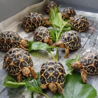 srilankan-star-tortoise-for-sale-in-karachi-pakistan-tortoises-karachi