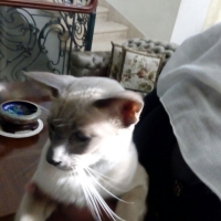 healthy-beautiful-siamese-pedigree-cats-available-for-adoption-siamese-lahore
