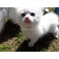 persian-dollface-kittens-persian-cats-lahore-2
