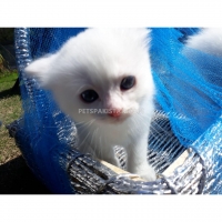 persian-dollface-kittens-persian-cats-lahore-3