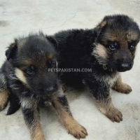 german-sheferd-german-shepherd-faisalabad-2