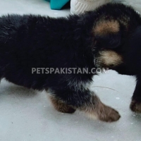 german-sheferd-german-shepherd-faisalabad-4