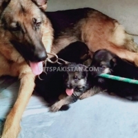 german-sheferd-german-shepherd-faisalabad-5