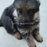 german-sheferd-german-shepherd-faisalabad-3