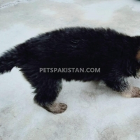 german-sheferd-german-shepherd-faisalabad-6