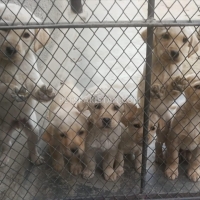 lab-pups-labrador-retriever-wah-2