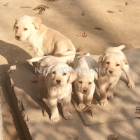 lab-pups-labrador-retriever-wah-3