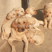 lab-pups-labrador-retriever-wah-5