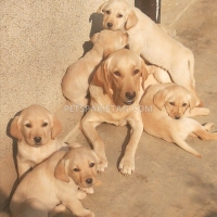 lab-pups-labrador-retriever-wah-4